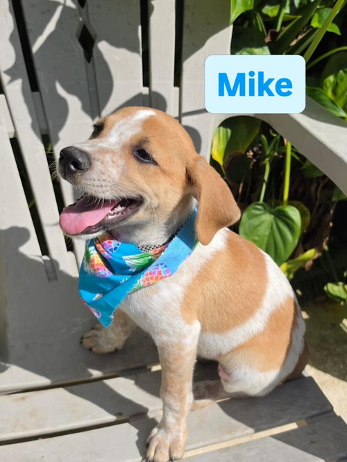 Mike, an adoptable Beagle in Virginia Beach, VA