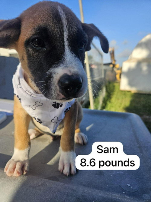 Sam, an adoptable Labrador Retriever in Virginia Beach, VA