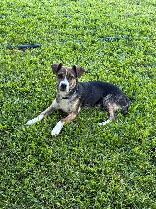 Brookie, an adoptable Miniature Pinscher in Virginia Beach, VA
