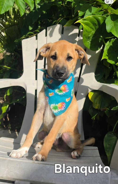 Blanquito, an adoptable Beagle in Virginia Beach, VA