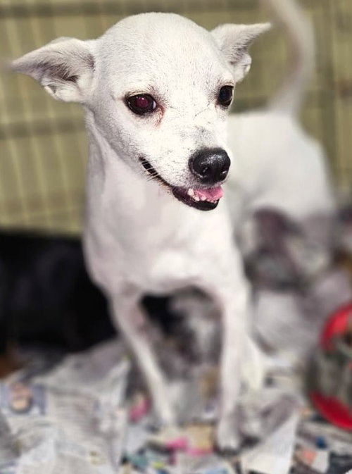 Azucar, an adoptable Chihuahua in Virginia Beach, VA