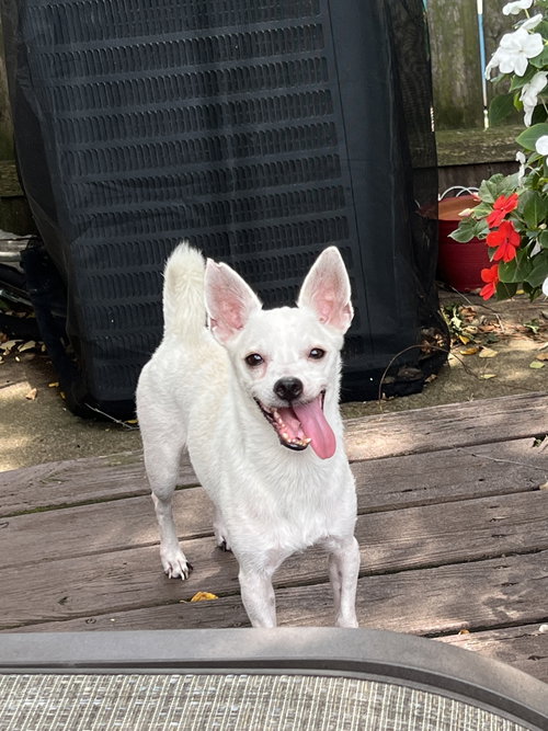 Azucar, an adoptable Chihuahua in Virginia Beach, VA
