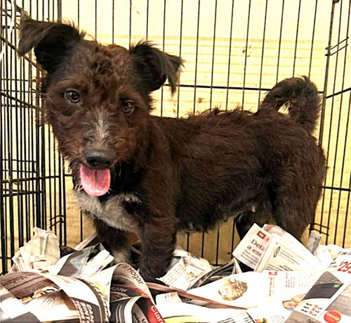 Kaelis, an adoptable Shih Tzu in Virginia Beach, VA