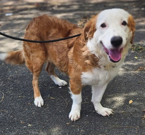 Muneca, an adoptable Border Collie in Virginia Beach, VA