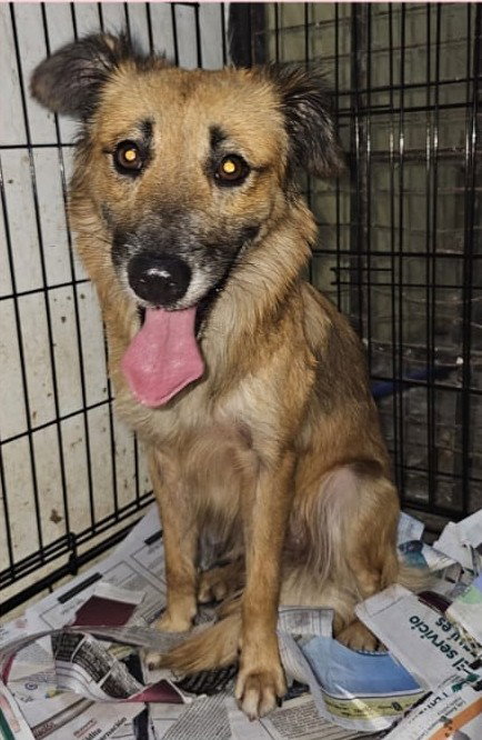 Leia, an adoptable Shepherd in Virginia Beach, VA