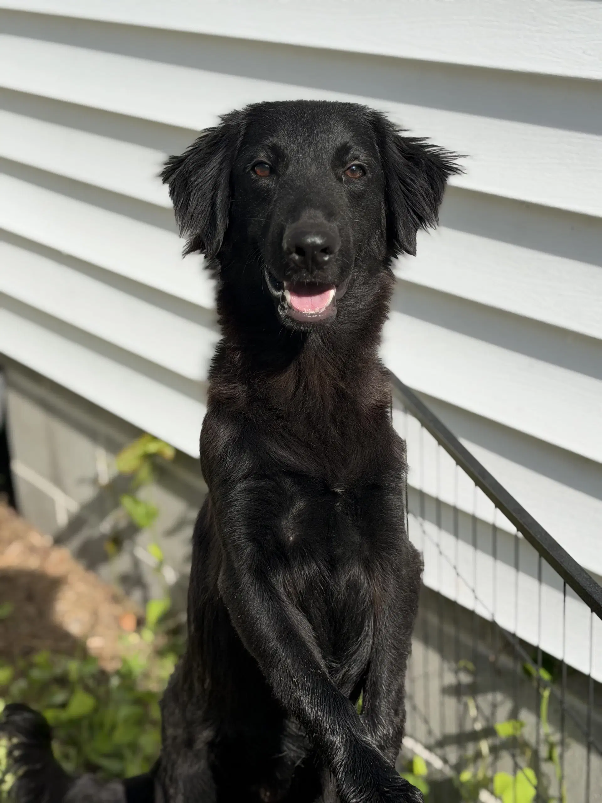 Marley - Flat Coated Retriever