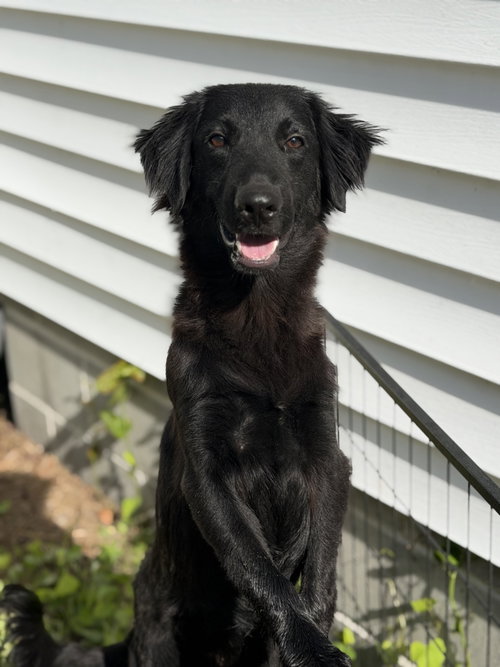 Marley