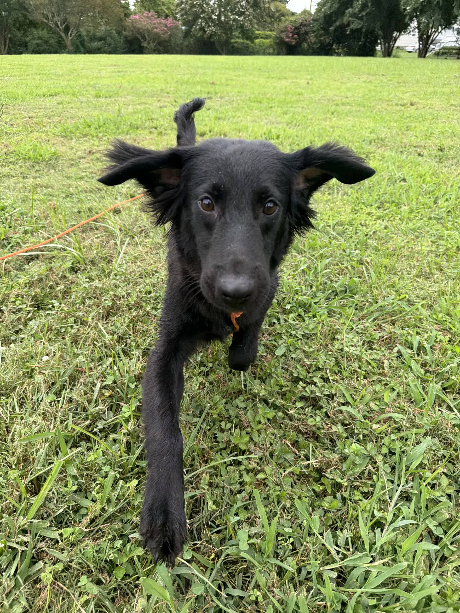 Marley image 4