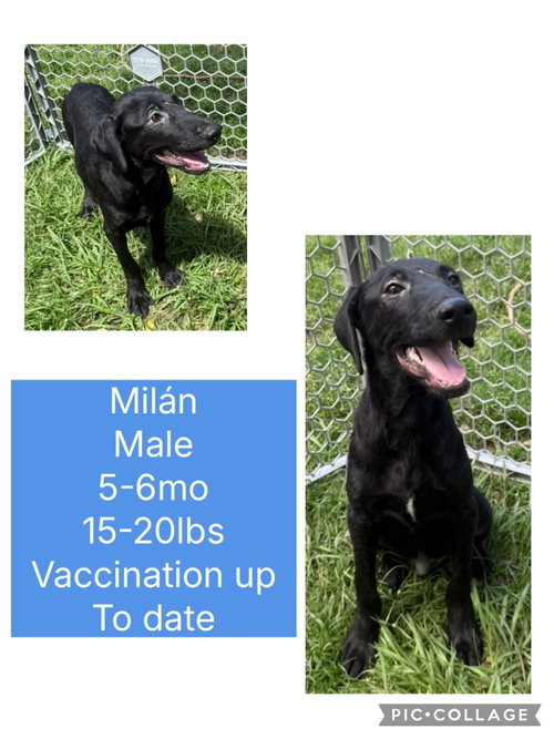 Milan
