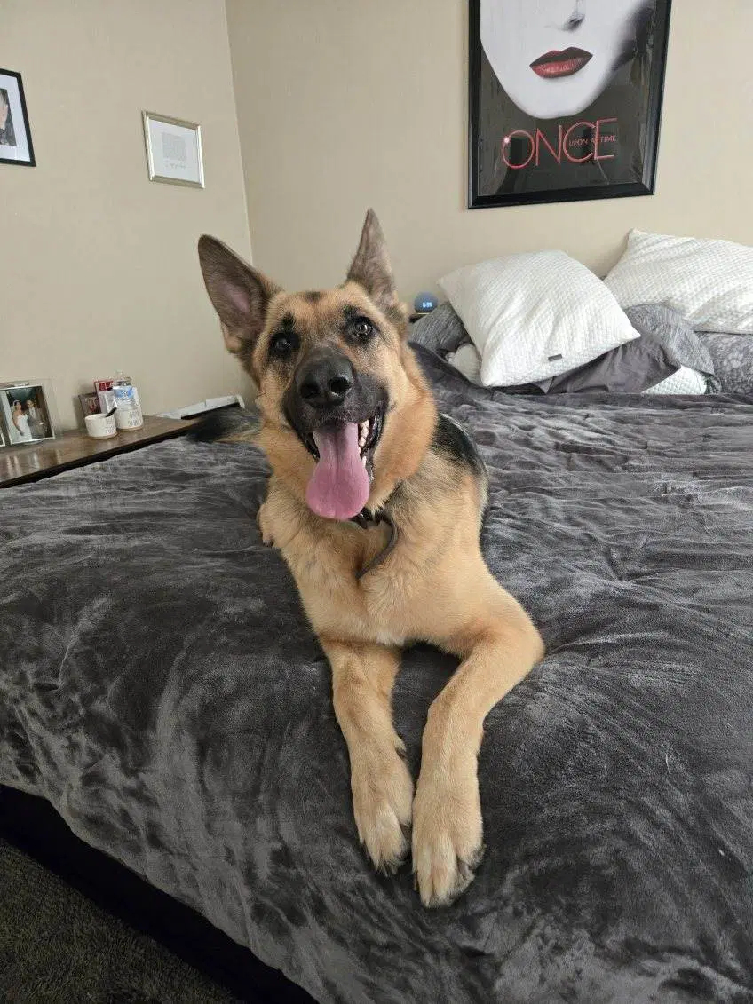 Sophie - German Shepherd Dog