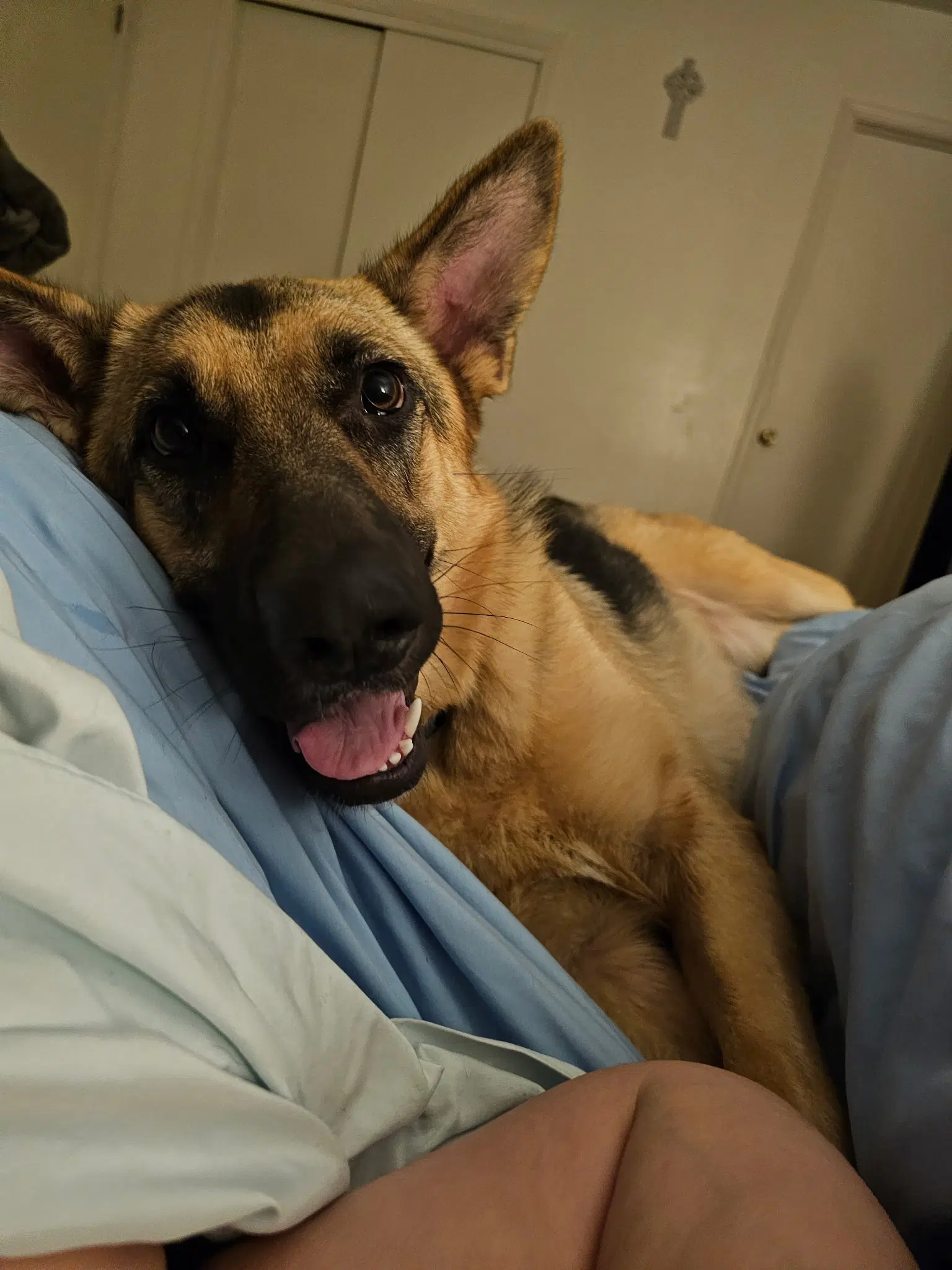 Sophie image 4