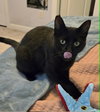 Merlin - Photo 1