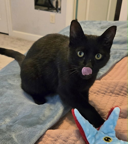 Merlin