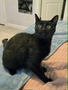 Merlin - Photo 2