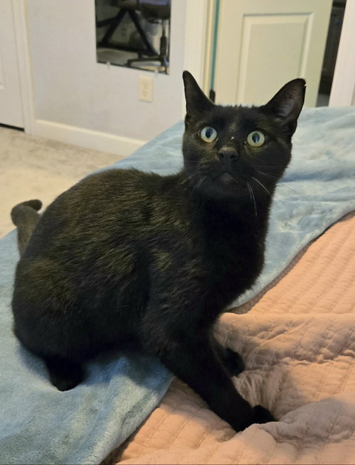 MERLIN - Domestic Short Hair available for adoption