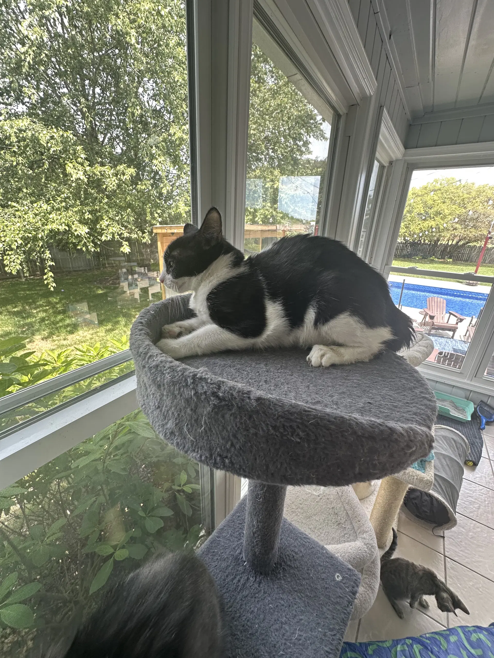 Oreo - Domestic Short Hair