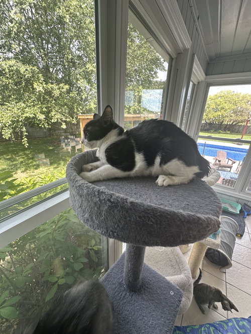 Oreo