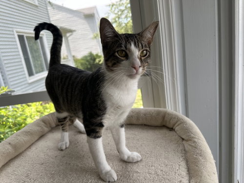 Milo