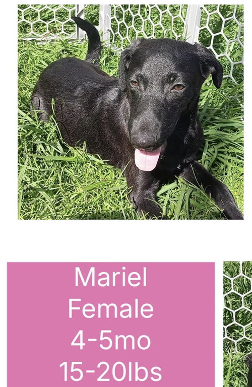 Mariel