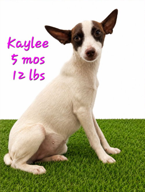 Kaylee, an adoptable Terrier in Virginia Beach, VA