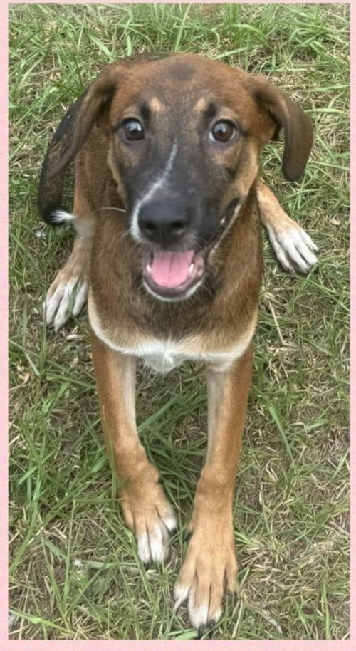 Stella