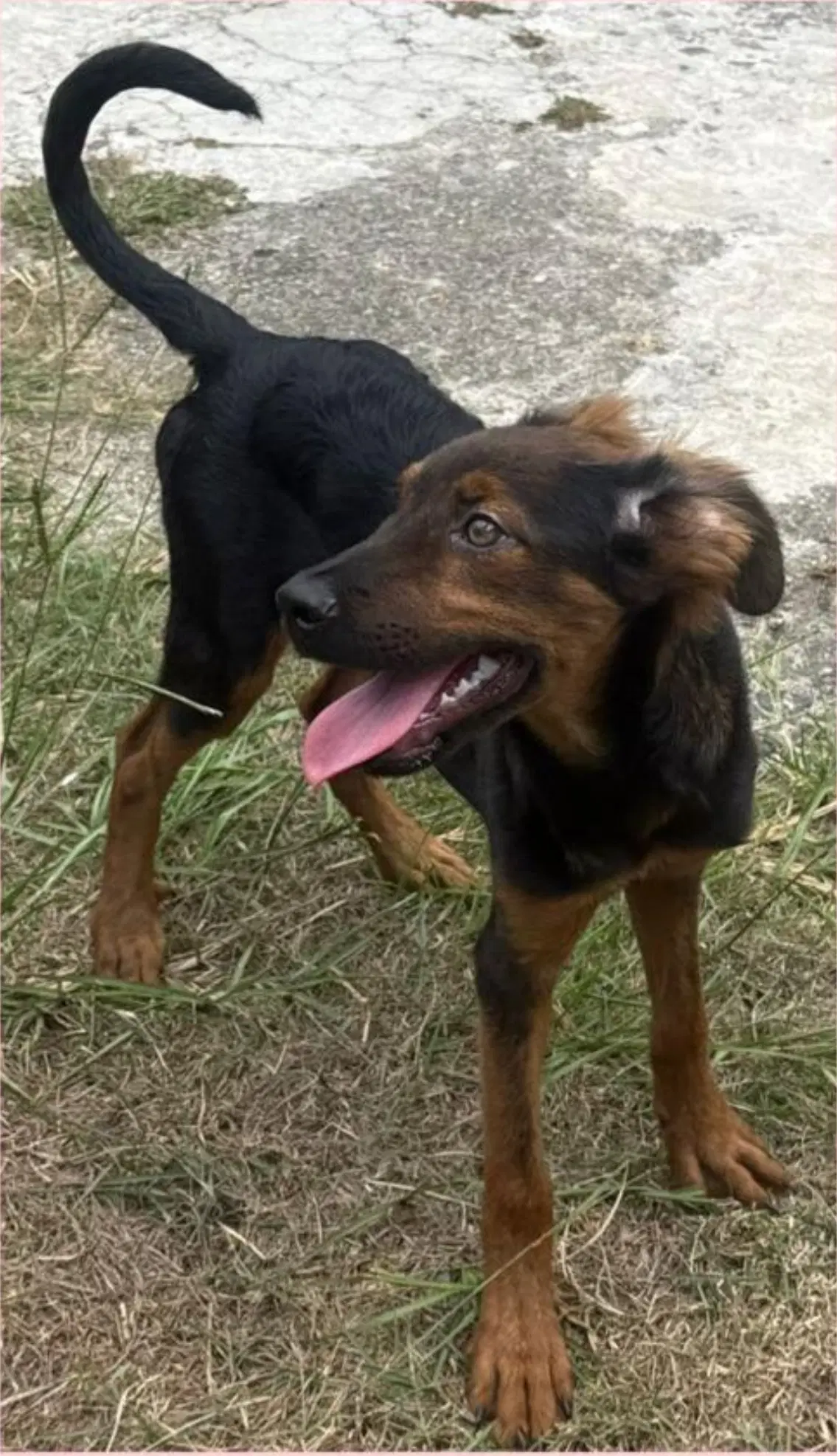 Holly - Australian Shepherd