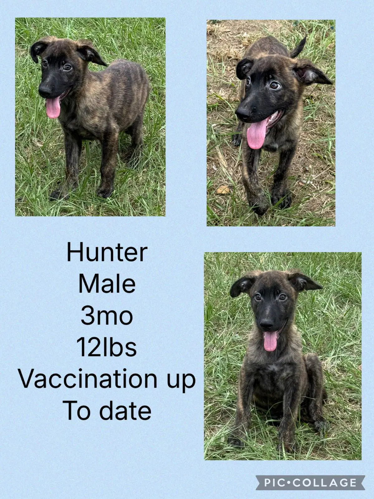 Hunter image 4