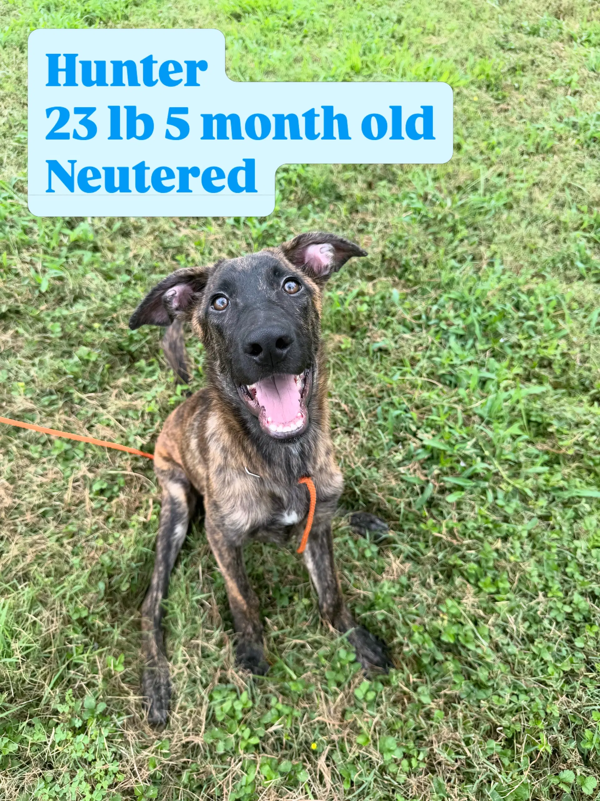 Hunter - Dutch Shepherd