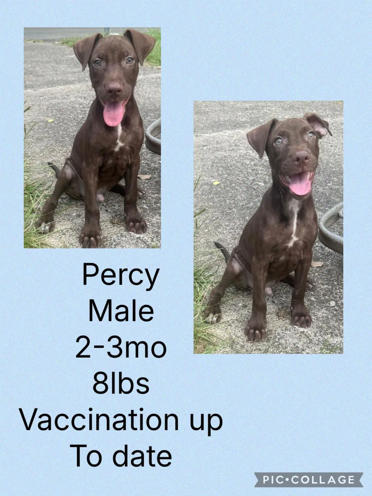 Percy image 2