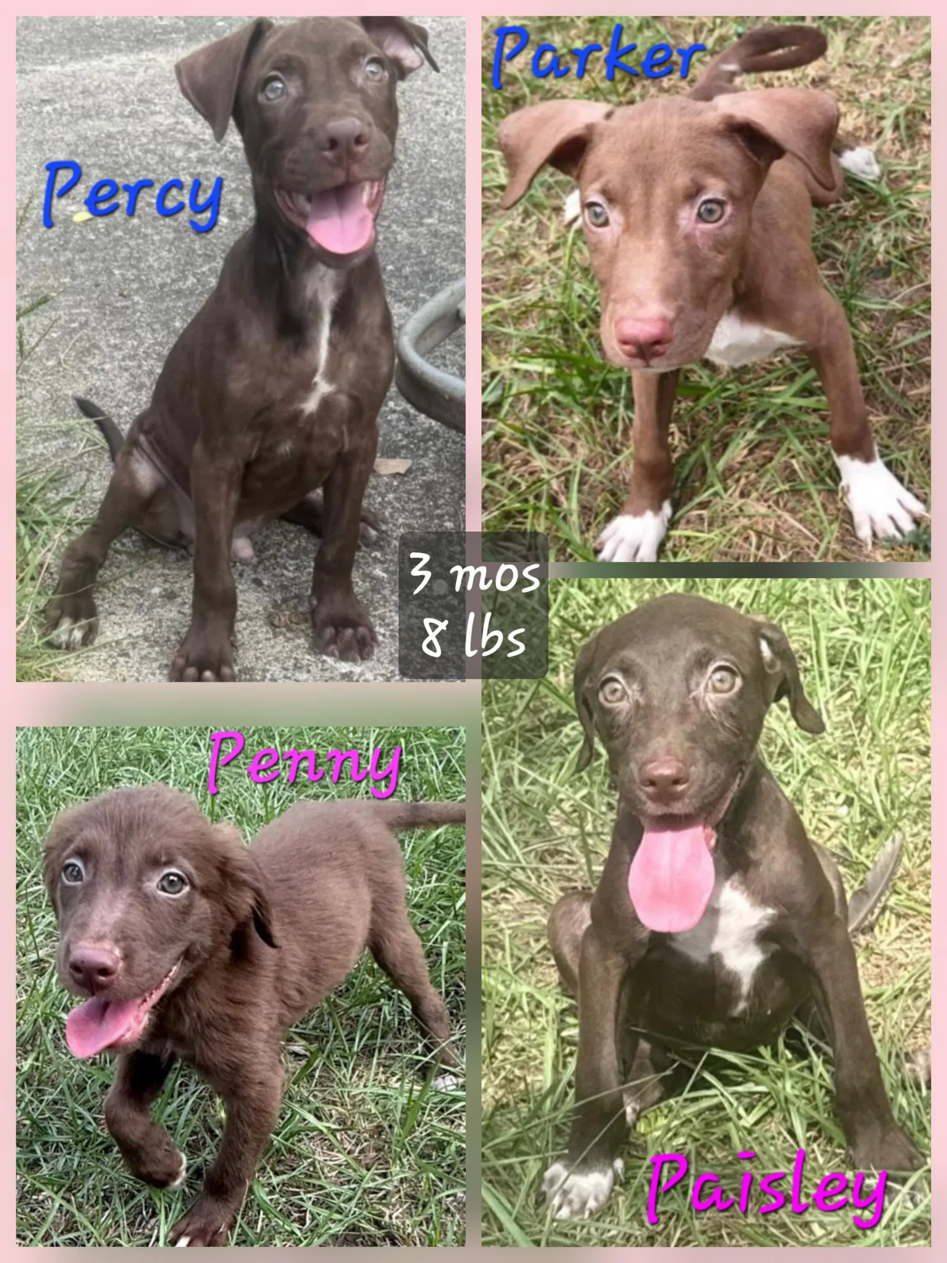 Percy image 3