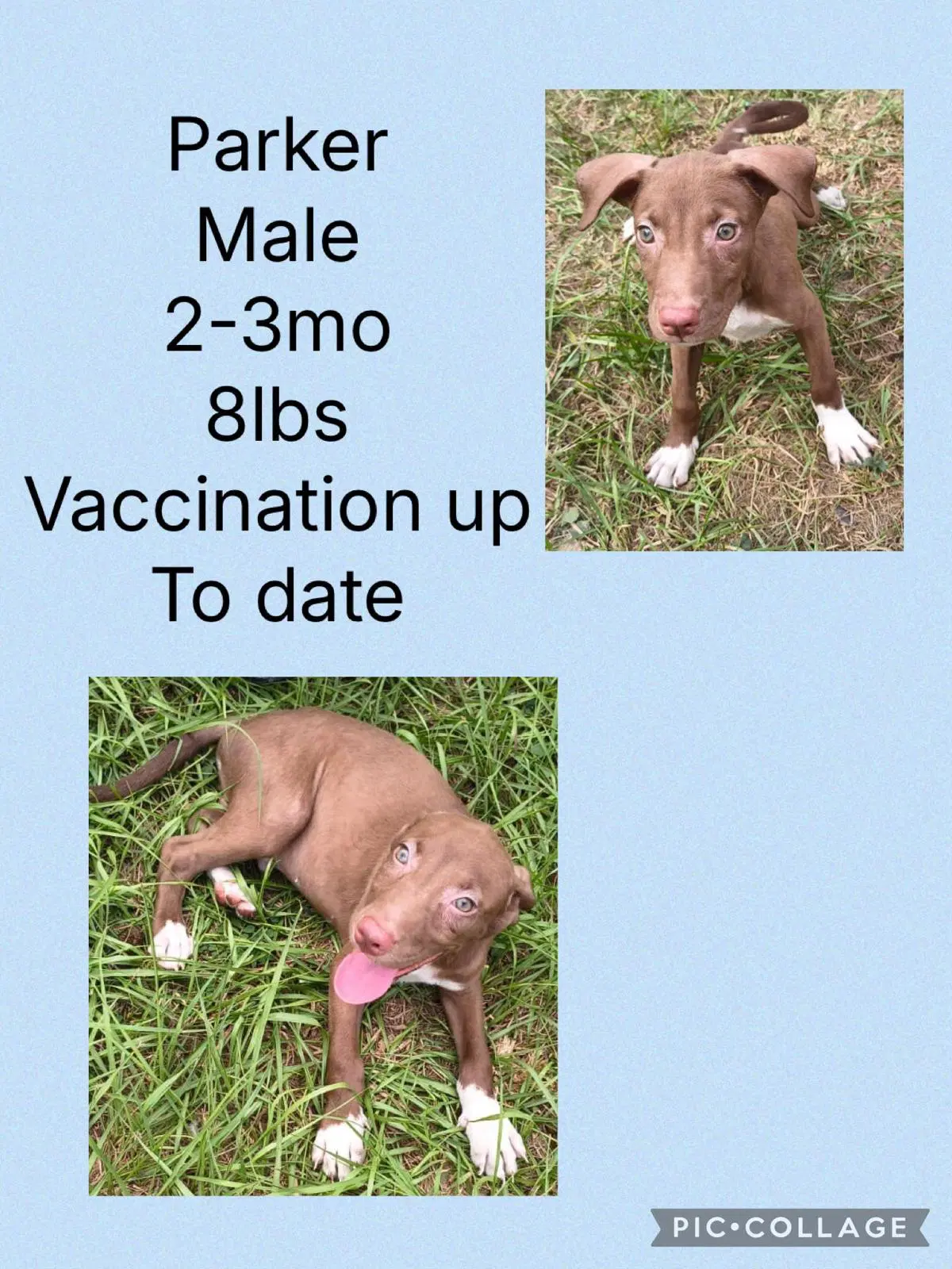 Parker - Chocolate Labrador Retriever