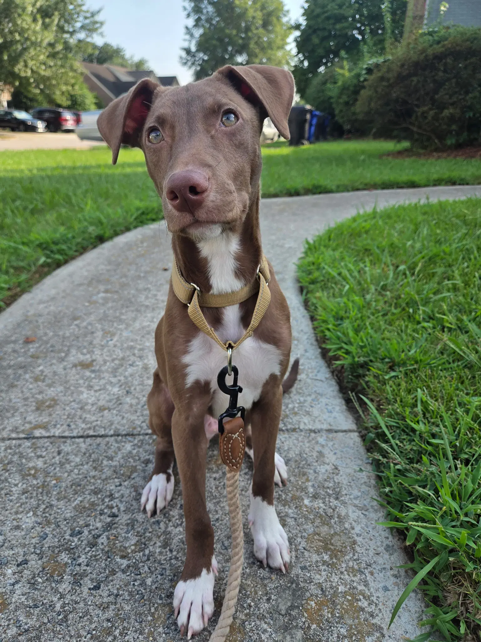 Parker - Chocolate Labrador Retriever