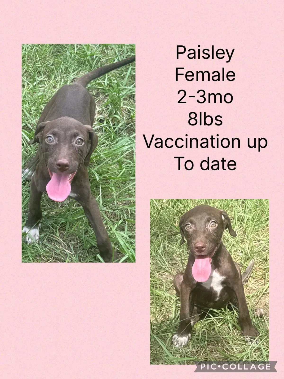 Paisley - Chocolate Labrador Retriever