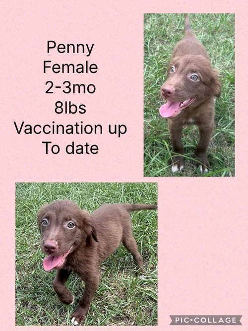 Penny, an adoptable Labrador Retriever in Virginia Beach, VA