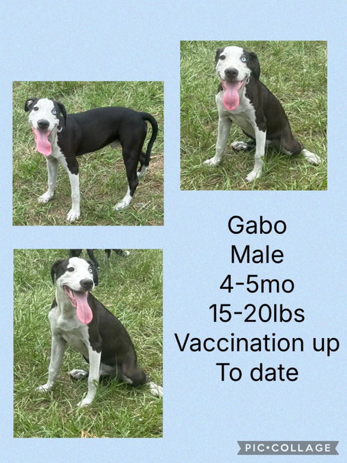 Gabo, an adoptable Whippet in Virginia Beach, VA