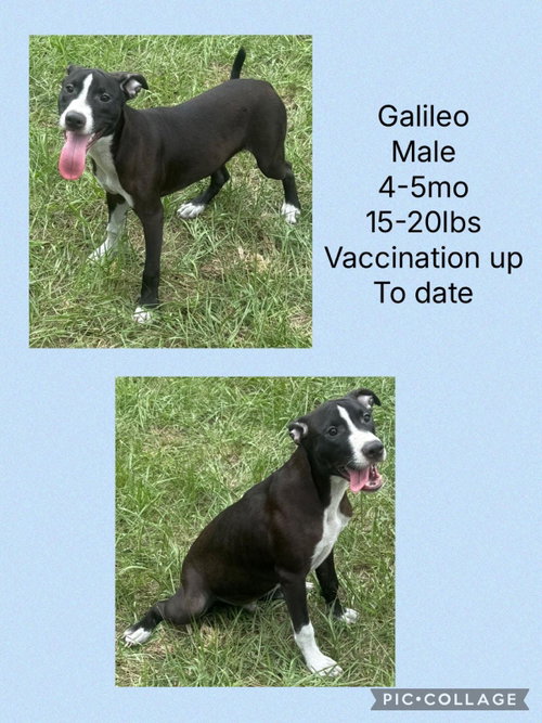 Galileo, an adoptable Whippet in Virginia Beach, VA
