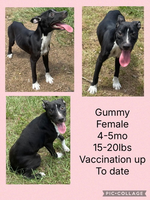 Gummy, an adoptable Whippet in Virginia Beach, VA