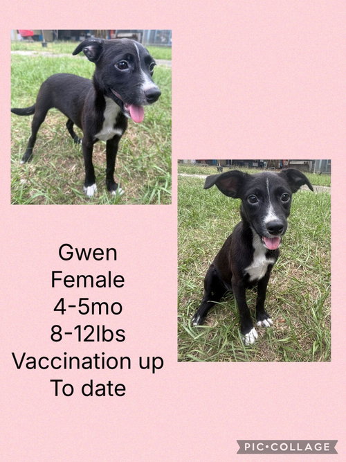 Gwen, an adoptable Whippet in Virginia Beach, VA