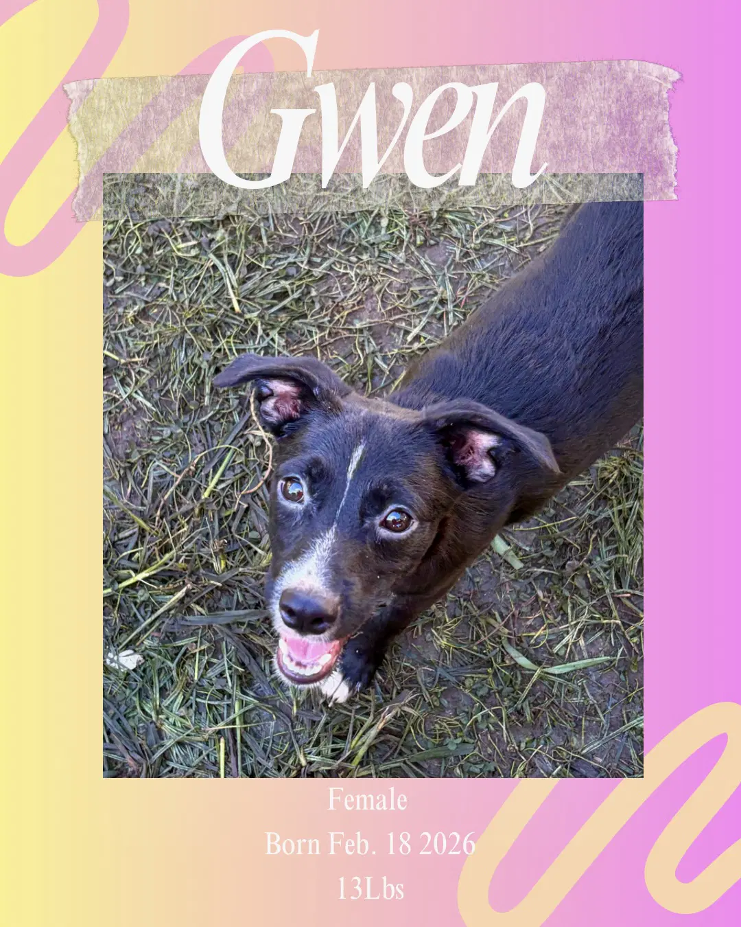 Gwen image 3