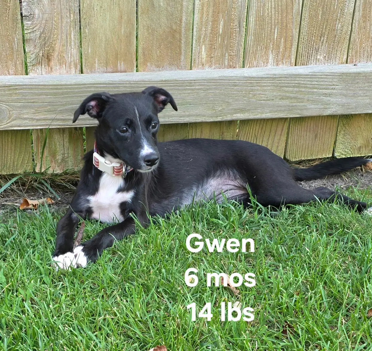 Gwen - Terrier