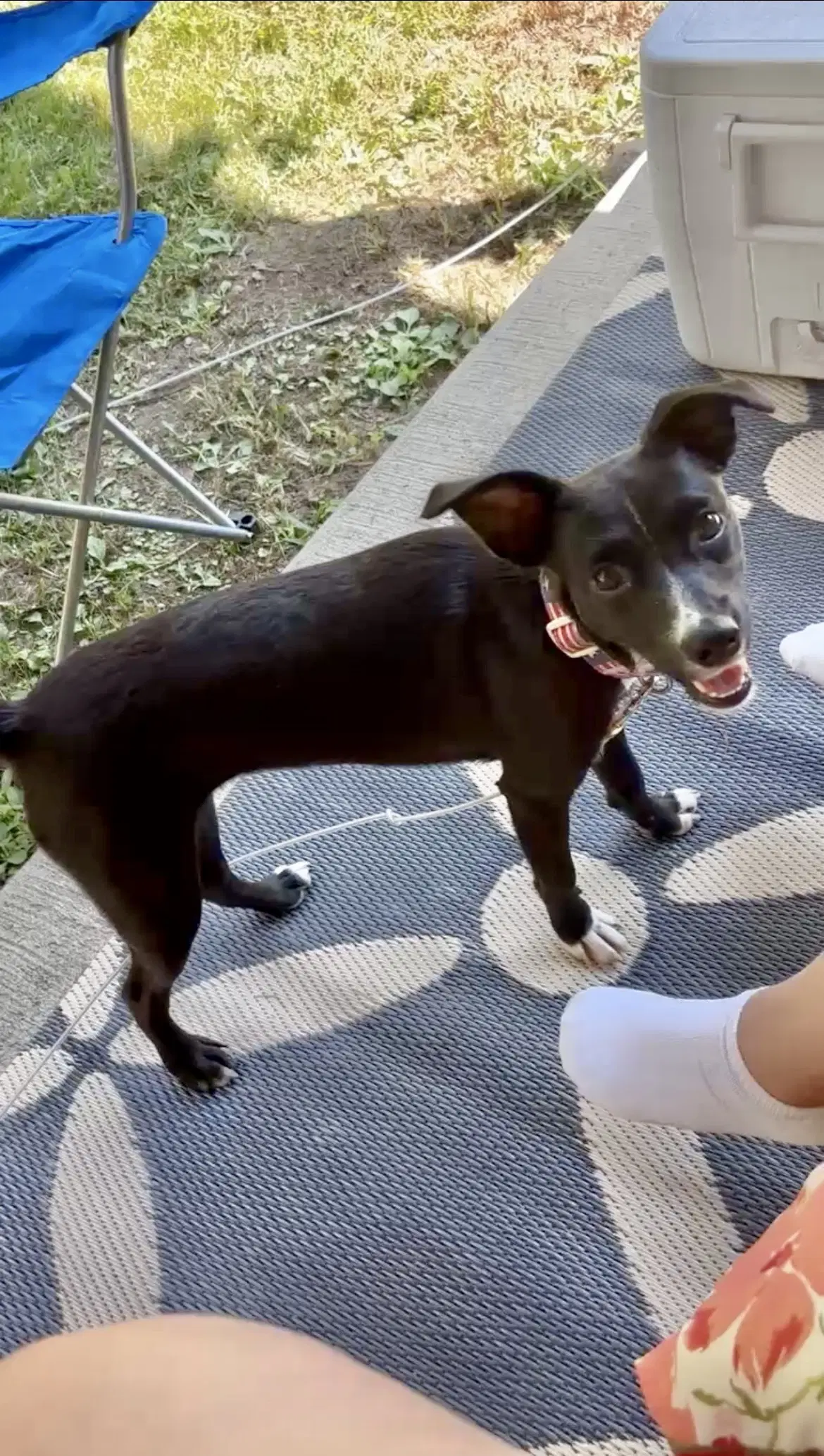 Gwen - Terrier
