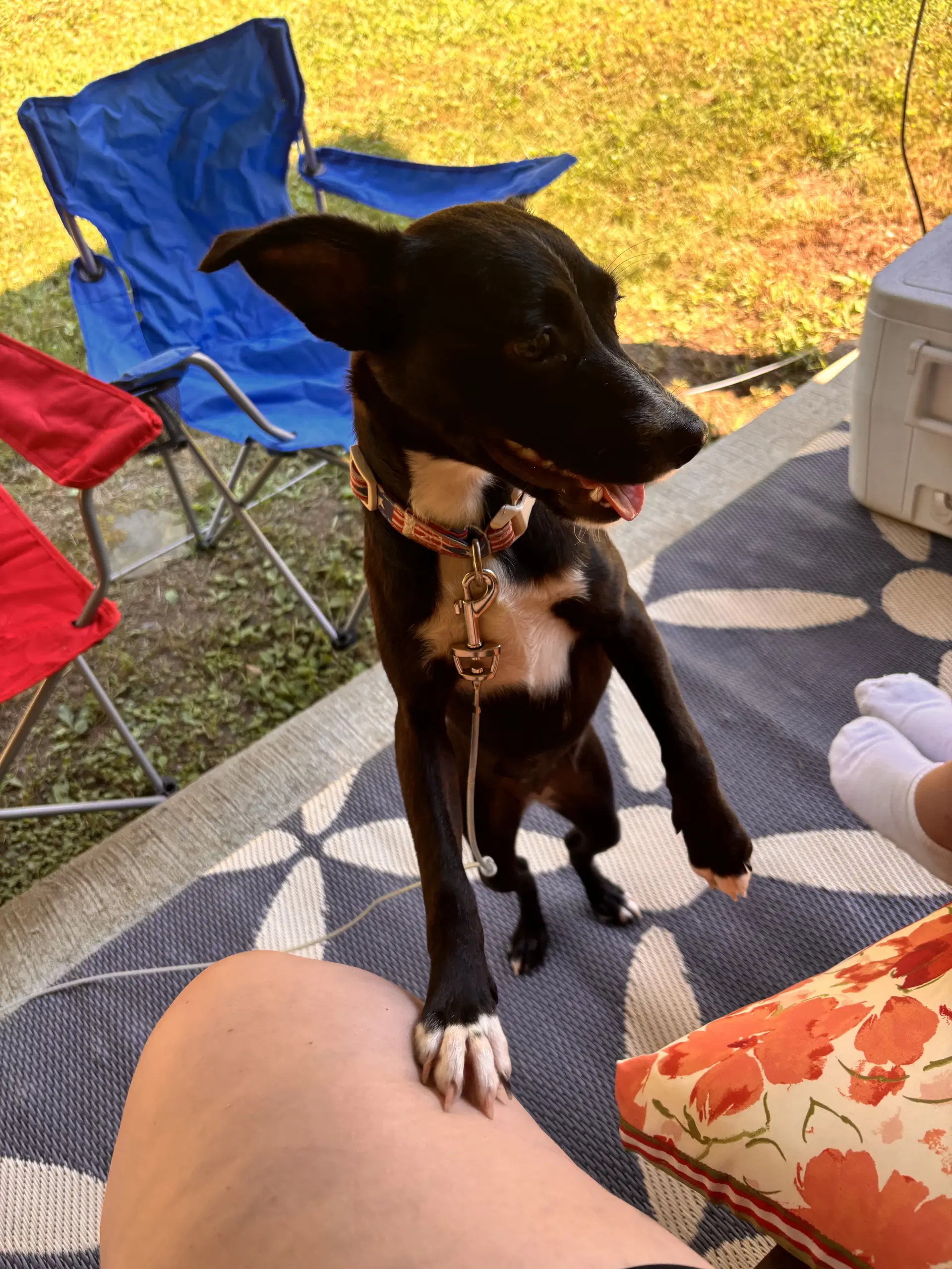 Gwen image 2