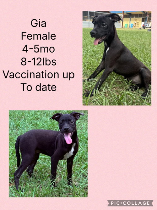Gia, an adoptable Whippet in Virginia Beach, VA