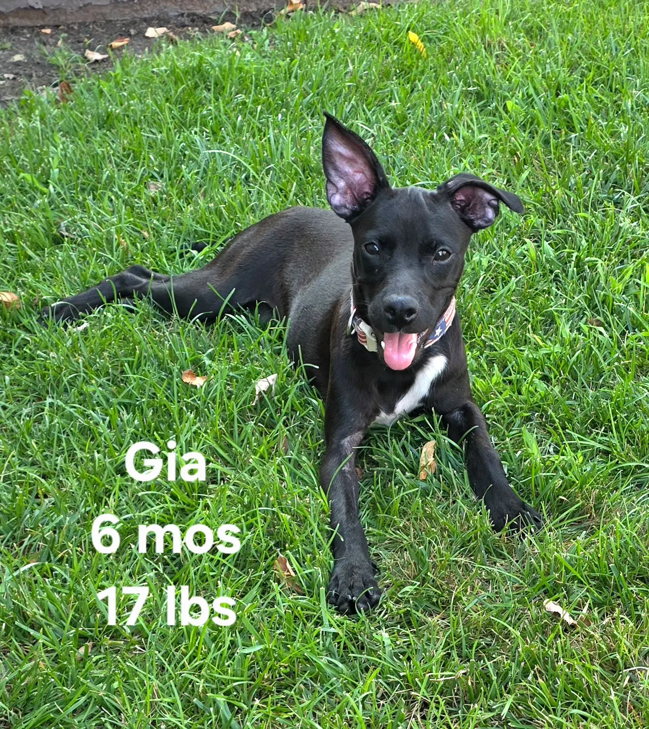 Gia - Retriever