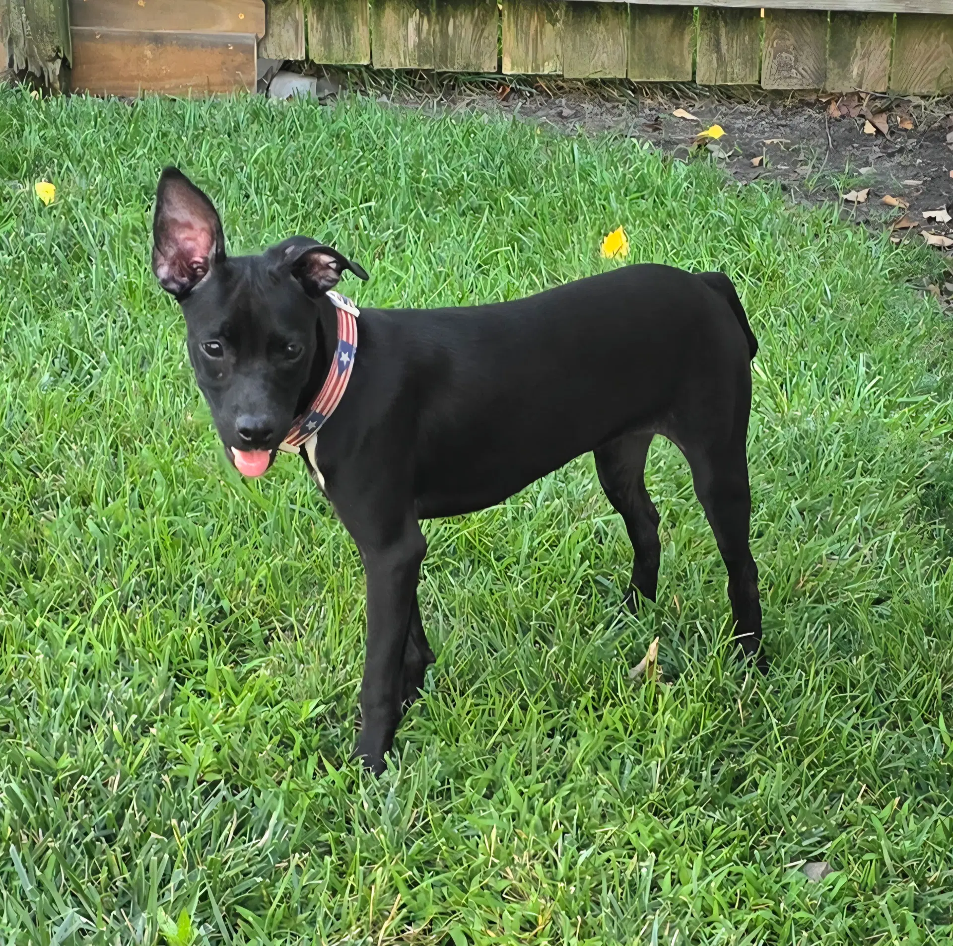 Gia image 2