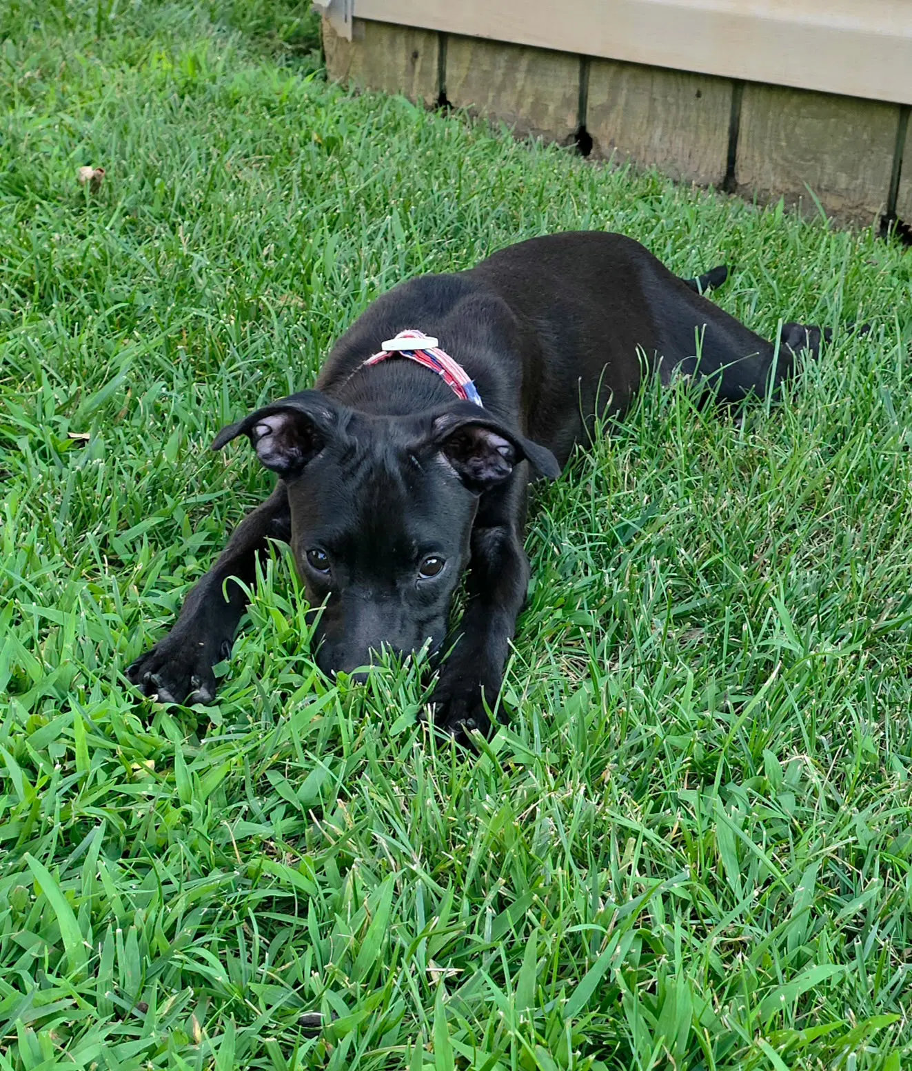 Gia image 3