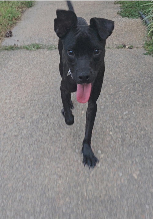 Gia, Retriever / Chihuahua / Mixed (short coat)