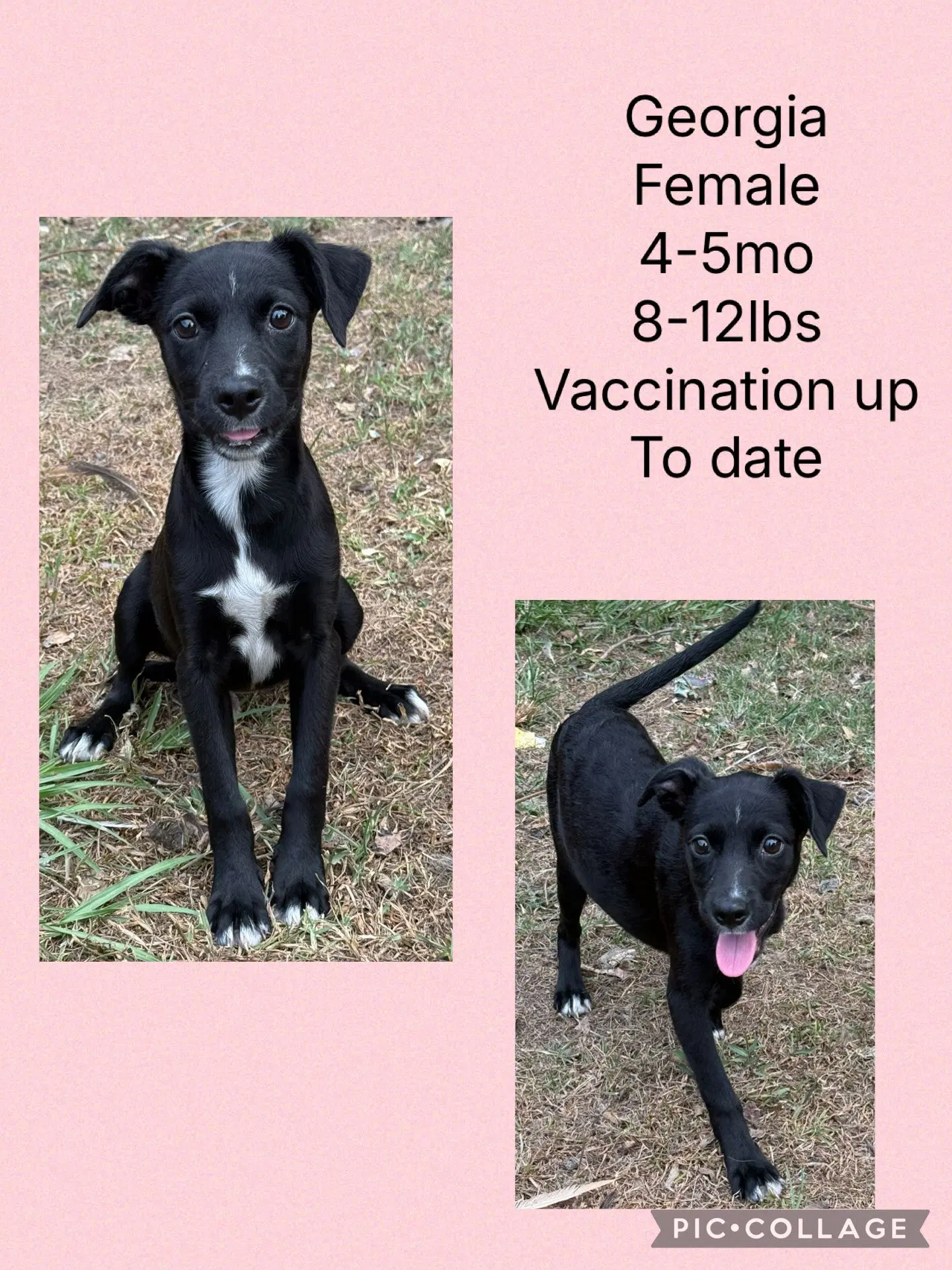 Georgia - Whippet