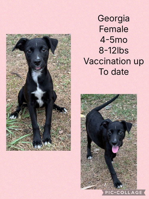 Georgia 2, an adoptable Whippet in Virginia Beach, VA