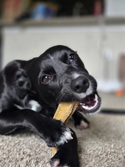 Georgiana, a dog for adoption from Island Dog Adoption Network